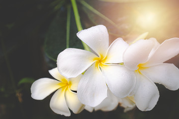 Obraz na płótnie Canvas Close up Plumeria flowers blossom white color beautiful tree relax in the green park outdoor sunlight and flare background spa concept.
