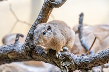 closeup of a gundi in the zoo of Frankfurt, germany