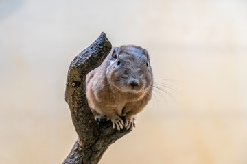 closeup of a gundi in the zoo of Frankfurt, germany