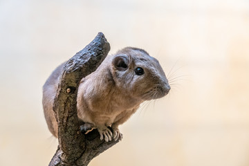 closeup of a gundi in the zoo of Frankfurt, germany