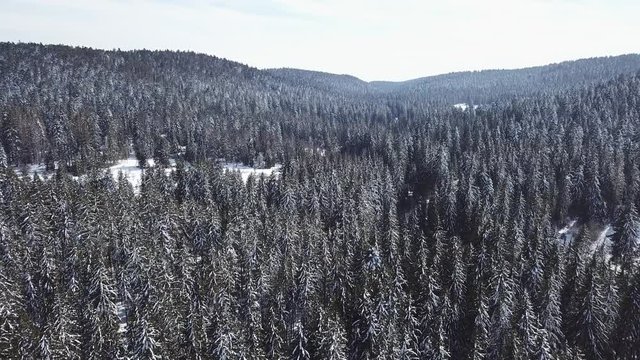 retour arri&egrave;re au dessus des sapins