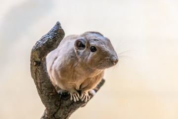 closeup of a gundi in the zoo of Frankfurt, germany