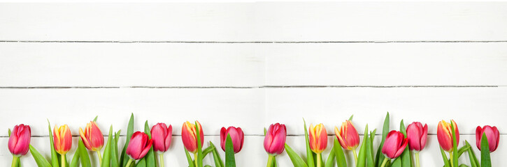 panoramic image yellow and red tulips at the bottom of the image on a white wooden background top view