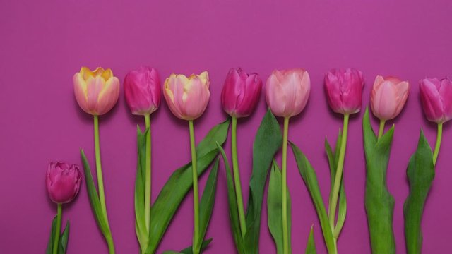 Greeting card with colorful spring tulips flower. Holiday bouquet. Concept of Mother's Day, Birthday or Valentine's Day celebrations. Stop Motion Animation, Top View, Flat lay, Time lapse