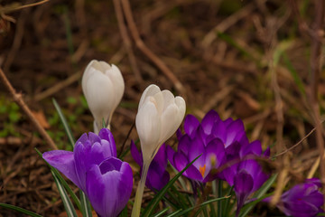 Die ersten Krokusse im fr&uuml;hern Fr&uuml;hling - Blumenlandschaft
