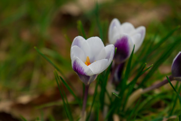 Die ersten Krokusse im fr&uuml;hern Fr&uuml;hling - Blumenlandschaft