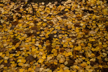 Background of orange, yellow, autumn fallen leaves of a birch tree in a puddle. Rainy autumn. Copy space.