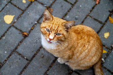 Red sad cat sitting on the road