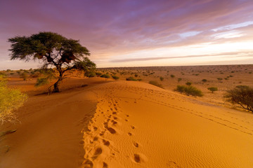  Sonnenuntergang in der Kalahari - obrazy, fototapety, plakaty