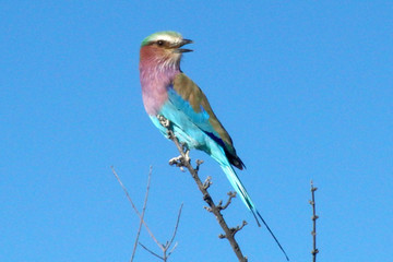 Coracias caudatus