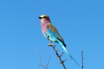 Coracias caudatus