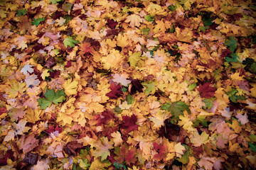Background of orange, yellow, green, red autumn fallen maple leaves. Copy space.