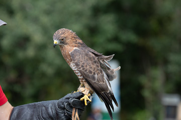 eagle perch on his trainer's glove