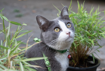 The gray cat is looking for something.