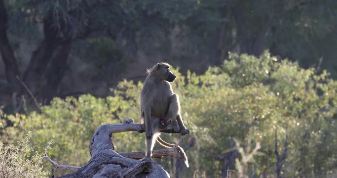 monkey Chacma Baboon baby (Papio anubis) in african savanna, Bwabwata Caprivi strip game park, Namibia, Africa safari wildlife