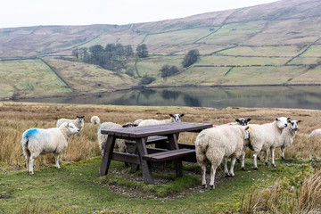 Obraz premium Sheep gathered around a picnic table. Yorkshire Dales