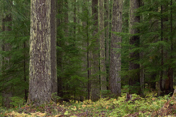 Moss covered spruce dark forest in Oregon in the US Pacific Northwest.