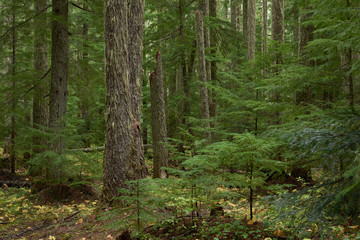 Naklejka premium Pokryty mchem ciemny las świerkowy w stanie Oregon w północno-zachodnim Pacyfiku Stanów Zjednoczonych.