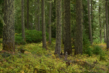 Moss covered spruce forest in Oregon in the US Pacific Northwest.