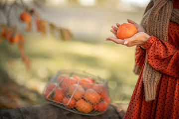 A woman harvests ripe tangerine trees. Ripe citrus trees.