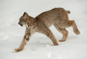Siberian Lynx in winter