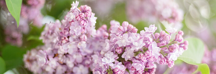 macro view of flower lilac. A beautiful bunch of lilac closeup. Bush Bloom. flowers in the garden. Soft selective focus.