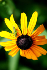 Grasshopper on yellow flower