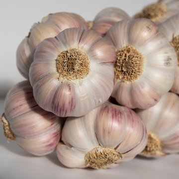 White and purple garlic head on a white background