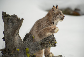Obraz premium Siberian Lynx in winter