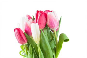 Fototapeta premium Bouquet of purple and white tulips with waterdrops isolated on white background