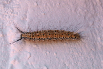 Erebidae