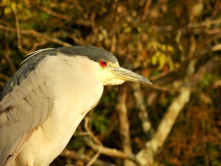 great blue heron