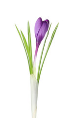 Beautiful purple crocus flower isolated on white. Spring season