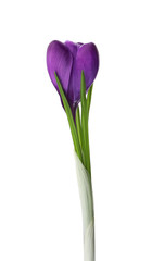Beautiful purple crocus flower isolated on white. Spring season