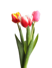 Beautiful bright spring tulips on white background