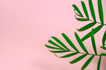 selective focus green tropical leaves on a pink background with copy space,minimal fashion summer background