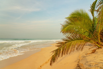 Ocean waves on sand beach with palm, Sri Lanka
