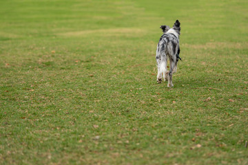 Dog Puppy Border Collie Merle
