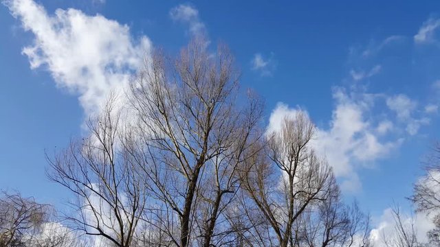 Baum im Wind bei blauem Himmel 