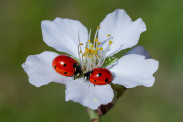 Ladybug and spring flower on a green background