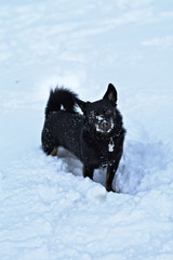 black mongrel is playing in the snow