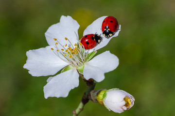 Ladybug and spring flower on a green background