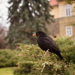 Butiful park in Poland