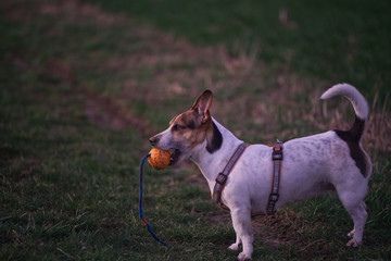 Jack Russel 