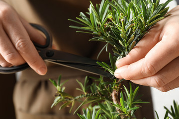 Woman trimming Japanese bonsai plant, closeup. Creating zen atmosphere at home