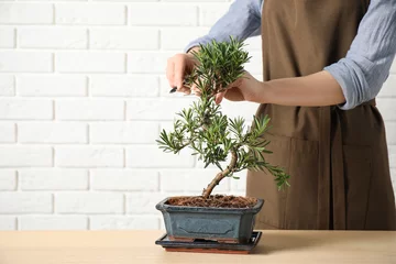 Poster Vrouw trimmen Japanse bonsai plant aan houten tafel, close-up met ruimte voor tekst. Thuis een zen-sfeer creëren © New Africa