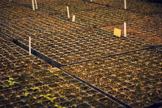 background - tiny plant sprouts in a seedling trays