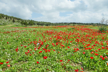 Spring flowering of red flowers anemones in green meadows in southern Israel. Red poppy flowers, national flower of Israel