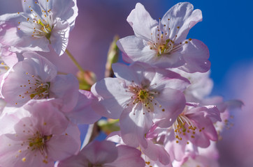 早春の青空に映える満開の玉縄桜