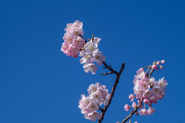 早春の青空に映える満開の玉縄桜